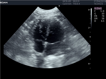 EDAN Acclarix LX4 VET